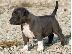 PoulaTo: Αμερικανικά κουτάβια Pit Bull