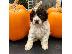 PoulaTo: Lagotto Romagnolo