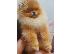 PoulaTo: Pomeranian Spitz κουτάβια