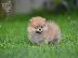 PoulaTo: Pomeranian Spitz όμορφα κουτάβια