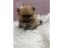 PoulaTo: Pomeranian BOO κουτάβια