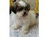 PoulaTo: Καλό Κοιτάζοντας κουτάβια Shih Tzu