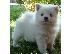 PoulaTo: Spitz mini white