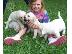 PoulaTo: Υπέροχο Labrador Retriever Pups προς πώληση