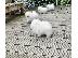 PoulaTo: Pomeranian mini