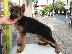PoulaTo: German shepherd