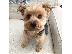 PoulaTo: AKC Yorkshire Terrier Puppy