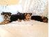 PoulaTo: Yorkshire terrier puppy is now ready for adoption