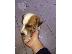 PoulaTo: Πωλείται jack russell