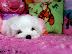 PoulaTo: Ανεκτίμητη γενεαλογία Maltese Puppy έτοιμο για υιοθεσία!...