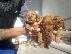 PoulaTo: ΔΙΑΘΕΣΙΜΑ ΚΑΘΑΡΟΑΙΜΑ ΚΟΥΤΑΒΙΑ COCKER SPANIEL (KOKER ESPANIEL-ΚΟΚΕΡ ΣΠΑΝΙΕΛ)...