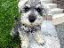 PoulaTo: Schnauzer mini - Σνάουτσερ μινι