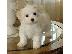 PoulaTo: Maltese