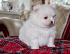 PoulaTo: Λευκά Pomeranian Puppies