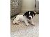 PoulaTo: Εκπληκτικά κουτάβια Jack Russell