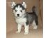 PoulaTo: Εξαιρετικά κουτάβια Husky Siberian