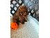 PoulaTo: Poodle apricot toy - Κανίς βερυκοκί τόι