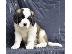 PoulaTo: Κουτάβια Saint Bernard