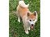 PoulaTo: Akita Inu – ιαπωνικό ακίτα