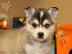 PoulaTo: Alaskan Klee Kai