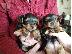 PoulaTo: Yorkie Puppies