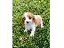 PoulaTo: Κουτάβια Cavalier King Charles