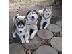 PoulaTo: Εξαιρετικά κουτάβια Husky Siberian