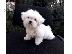 PoulaTo: Μίνι Μαλτεζικά  /  Mini Maltese