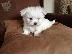 PoulaTo: Μαλτέζ μίνι (Maltese mini)