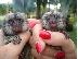 PoulaTo: Pygmy Marmoset Monkey Διαθέσιμο
