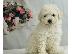 PoulaTo: Teacup Poodle κουτάβια