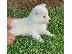 PoulaTo: samoyeds