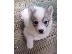 PoulaTo: Spitz Puppies