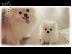 PoulaTo: pomeranian  6979314054 ΚΡΗΤΗ-ΑΘΗΝΑ-ΘΕΣΣ/ΝΙΚΗ-ΡΟΔΟΣ