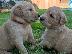 PoulaTo: Διατίθενται κουτάβια Golden retriever