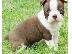 PoulaTo: Super Αξιολάτρευτο Boston Terrier Κουτάβια