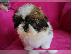 PoulaTo: Τα γλυκά κουτάβια Shih Tzu