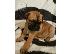 PoulaTo: Αγγλικά Bull Mastiff κουτάβια