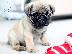 PoulaTo: Pug