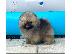 PoulaTo: Αρσενικά Pomeranian