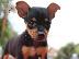 PoulaTo: Pinscher mini