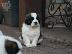 PoulaTo: Διαθέσιμα κουτάβια Saint Bernard