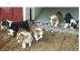 PoulaTo: Pembroke Corgi