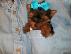 PoulaTo: Yorkshire terrier κουτάβια