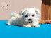 PoulaTo: Maltese teacup