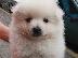 PoulaTo: Spitz mini white