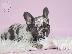 PoulaTo: French bulldog merle