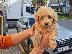 PoulaTo: Poodle apricot mini - Κανίς βερυκοκί μίνι