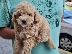 PoulaTo: Poodle mini cream - Κανίς μίνι μέγεθος κρεμ χρώμα