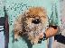 PoulaTo: Pomeraniam puppy mini size